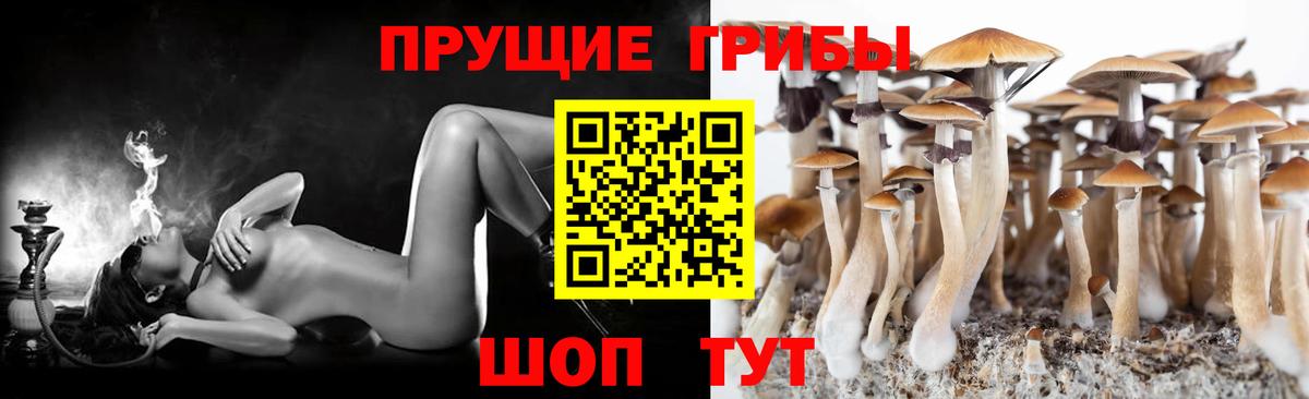 Галлюциногенные грибы Psilocybe Губаха